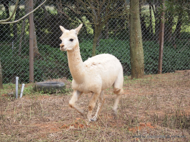 【景點】一見鍾情! 還真的是可愛動物@@ ~ 草泥馬的新家!台中外埔"台灣省農會休閒農場暨天馬牧場" 區域 台中市 外埔區 旅行 景點 