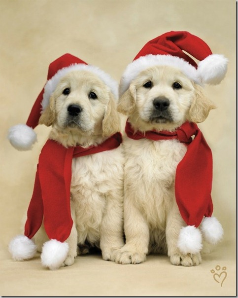 perro gorritos navidad (38)