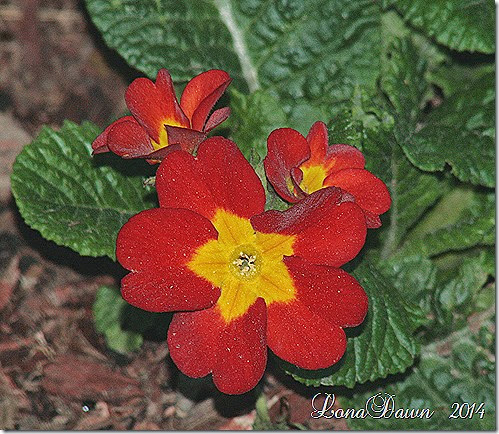 Primrose Primula Red