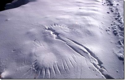 Raven Wing Prints In Snow. Mark Marschall - 1979 - Public domain image.
