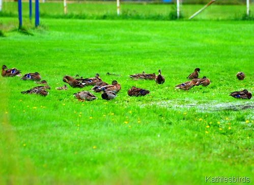 14. duck flock-kab