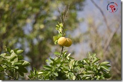 lo más tipico de pica son sus limones y citricos