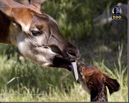 Amazing Animal Pictures Okapi (3)