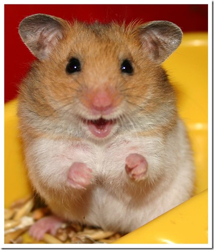 hamster grande imagen (8)