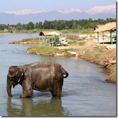 royal_chitwan_national_park royal_chitwan_national_park