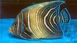 Nouvelle-Calédonie poisson-ange à demi-cercle
