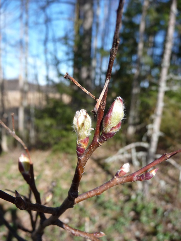 [025%2520Amelanchier%2520alnifolia%2520Smokey%2520Daniel%2520Grankvist%255B3%255D.jpg]