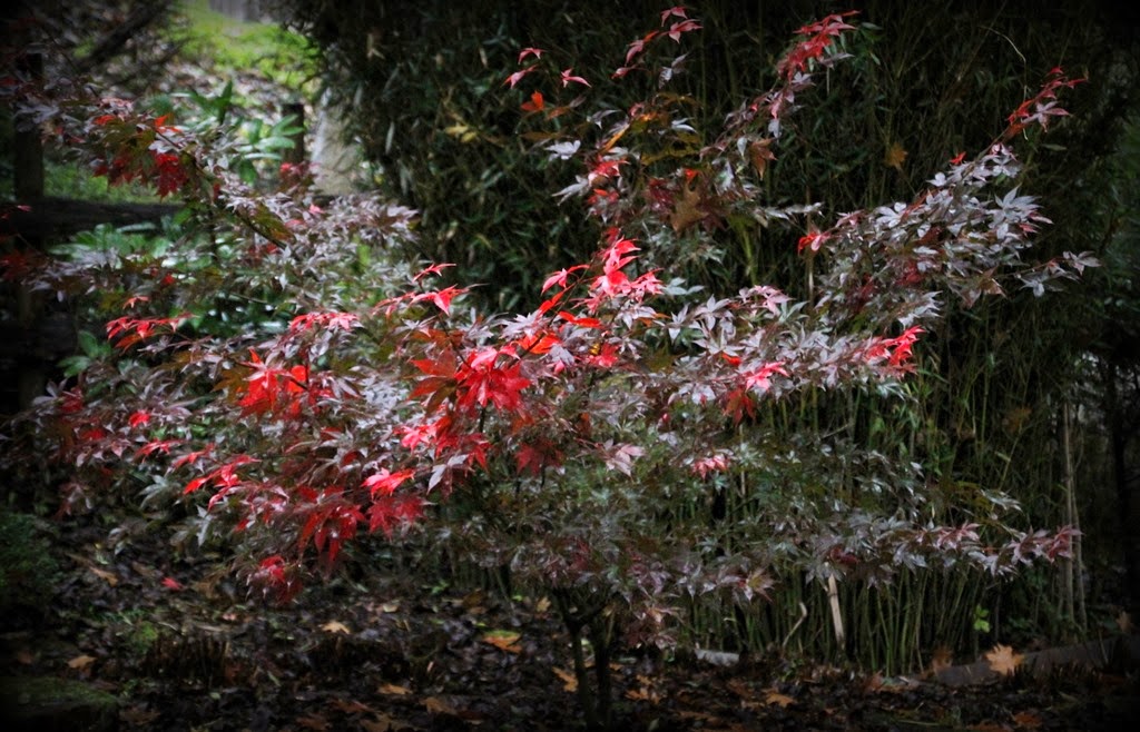 [IMG_0505%255B3%255D.jpg]