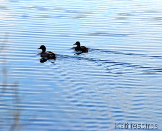 11. Peaceful Mallards-kab