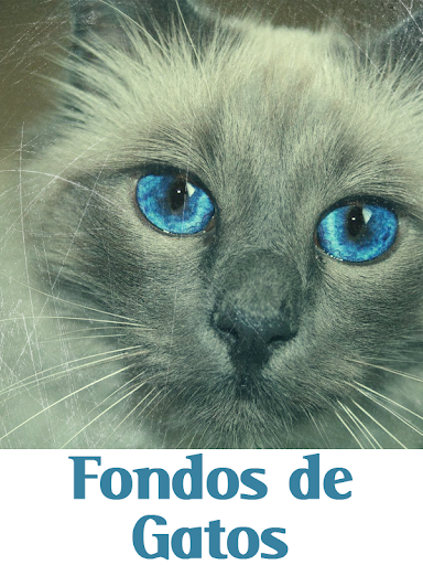 Fondos de gatos