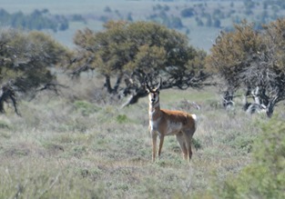 the pronghorn are fawning, so most moms are hidden