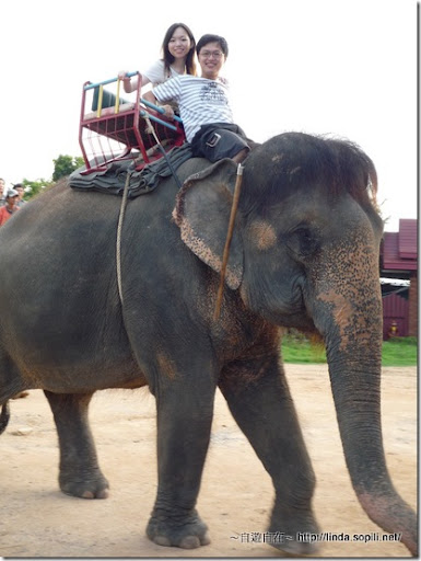 泰國芭達雅-騎大象5