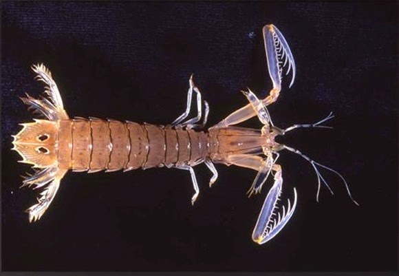 Mantis Shrimp adult 