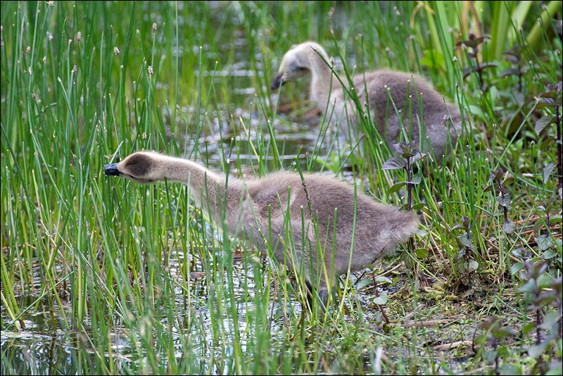 Canada Goose chicks, Sigma 500mm f4.5