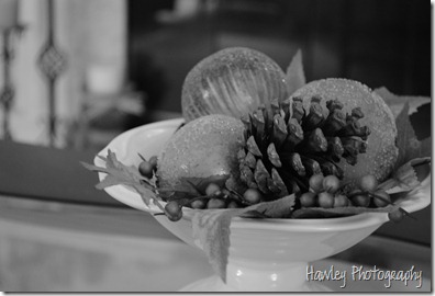 DSC_0095 DSC_0095