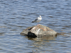 2013-06-17 Hecla Island - 066