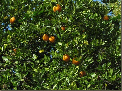 Florida oranges heading towards Three Sisters Spring
