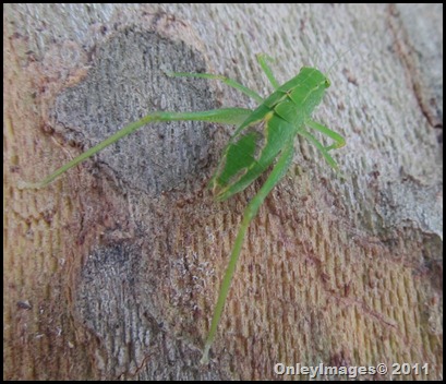 grasshopper (11)