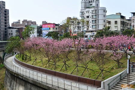 0202 031 -  內溝溪賞櫻步道