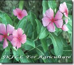 Catharanthus roseus pink