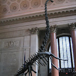 Museo Americano de Historia Natural de Nueva York