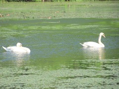 bog swans swimming in lily pads4