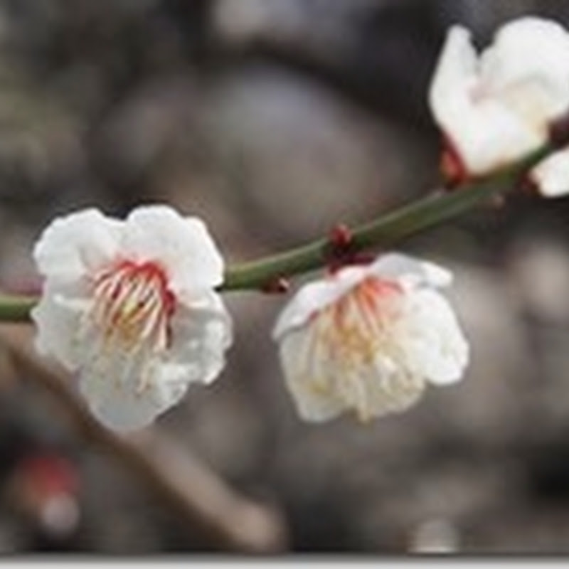 大阪城公園　梅林 ２０１４（３５種類の梅花）