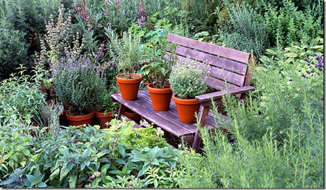 27 Plantas medicinais para colorir o seu jardim!