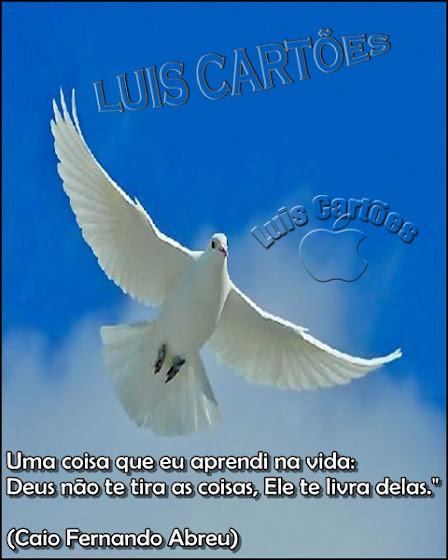pomba_branca_paz-830.jpg