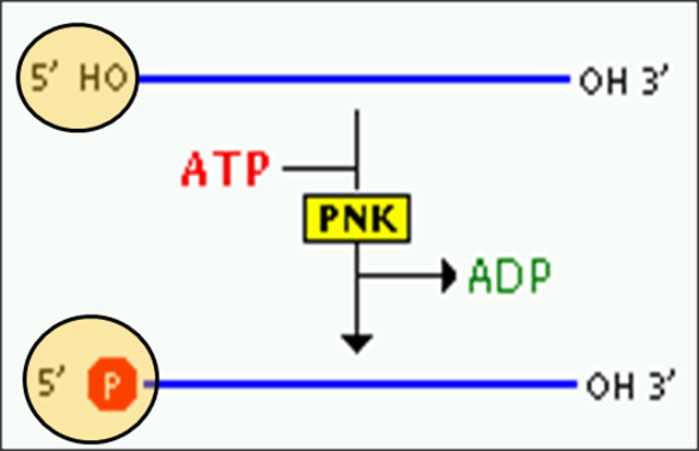 Polynucleotide kinase in rDNA technology