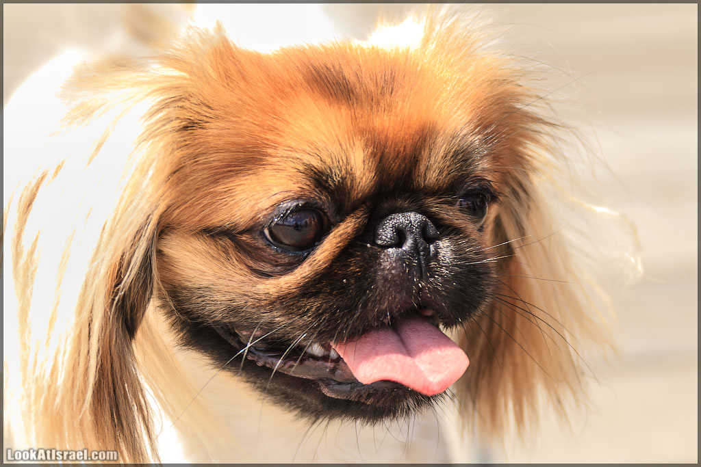 LookAtIsrael.com - Фото путешествия по Израилю | Портреты собак Тель Авива