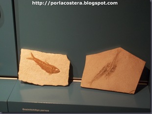 fosiles (4)