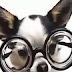 Most Funny Best of Funny cats, cute cats, Top 10 funny dogs, funny animals funniest videos14