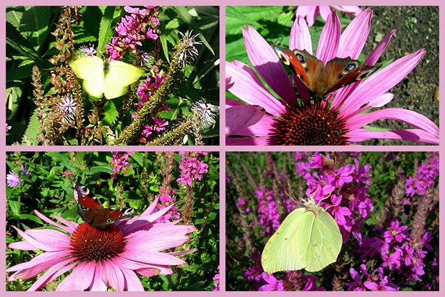2010-08-20 butterfly8