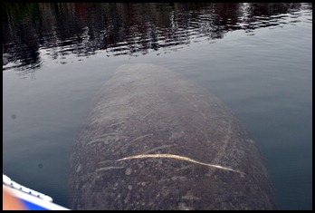 04g - kayaking - Large Manatee with scare going under our kayak