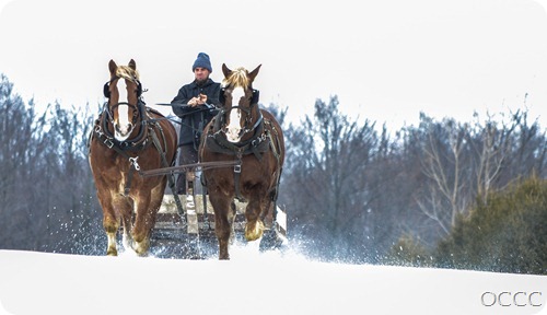 BELGIAN HORSES 2013 (12)