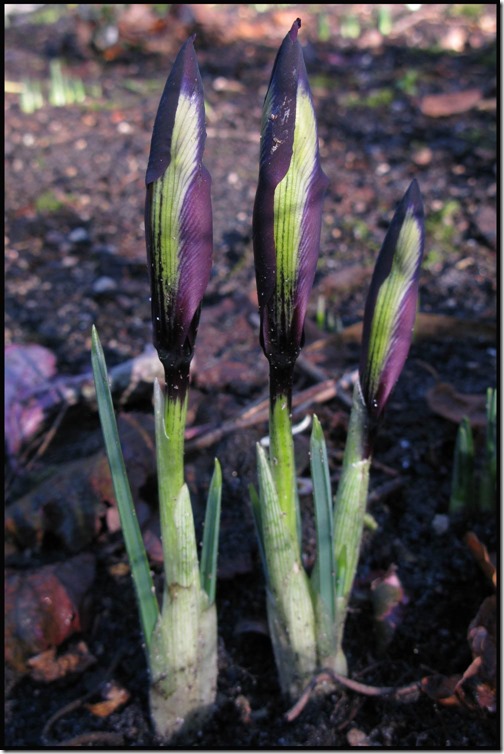 Iris reticulata 'Purple gem'