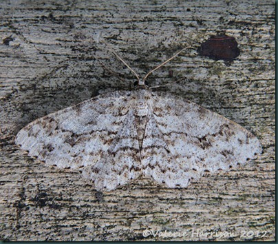 small-engrailed