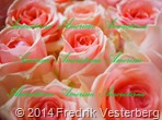 DSC01269.JPG blommor Rosa rosor (1) 