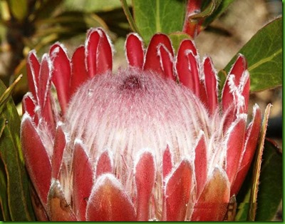 Protea magnifica
