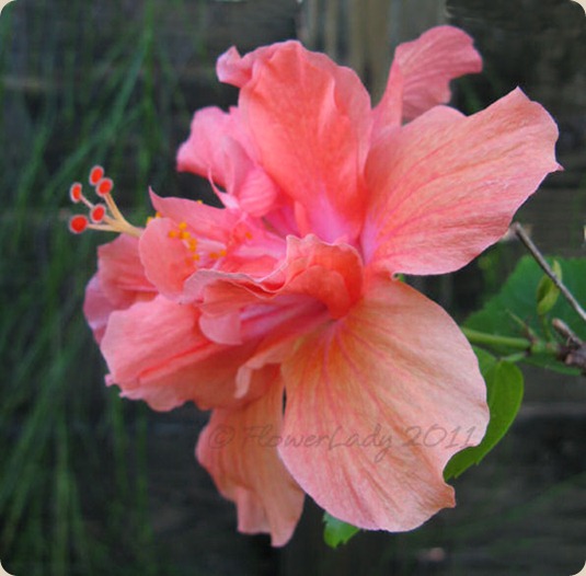 11-24-hibiscus