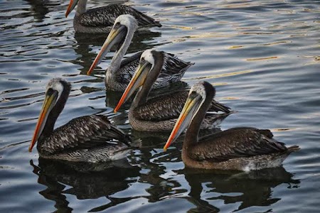 Obiective turistice Peru: Pelicani la Islas Ballestas