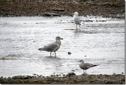 Mew in foreground & Glaucous Wing