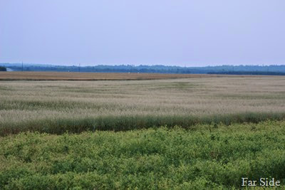 Peas Oats Wheat and Smoky Hills