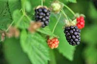 boysenberry-pie-6.jpg