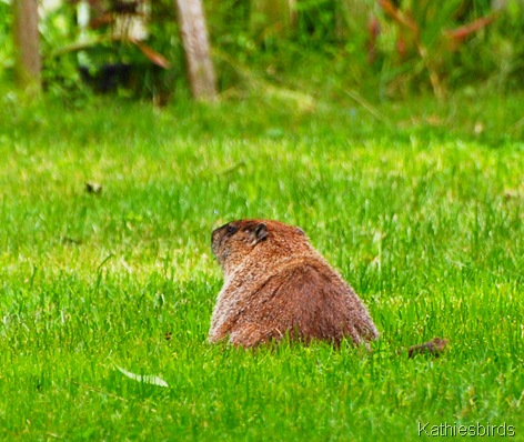 4. groundhog-kab