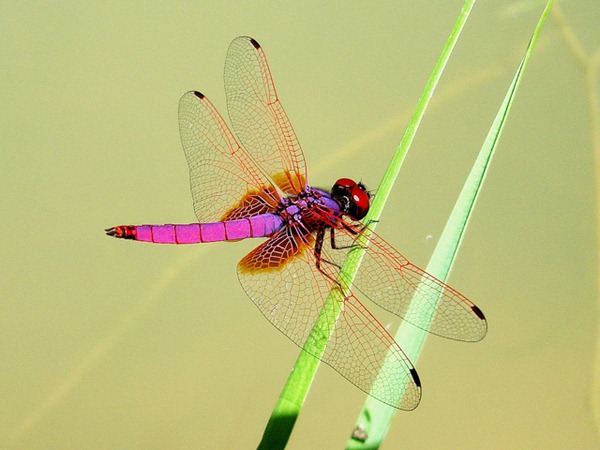 Pink Dragonflies 01