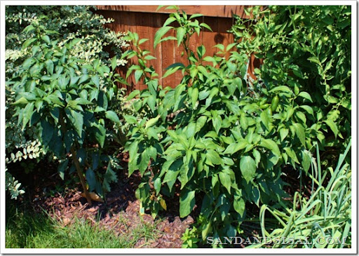 Firecrackers {Stuffed Jalapenos} - Sand And Sisal