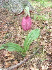 ladyslippers2