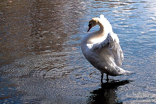 bird_20110328_swan1